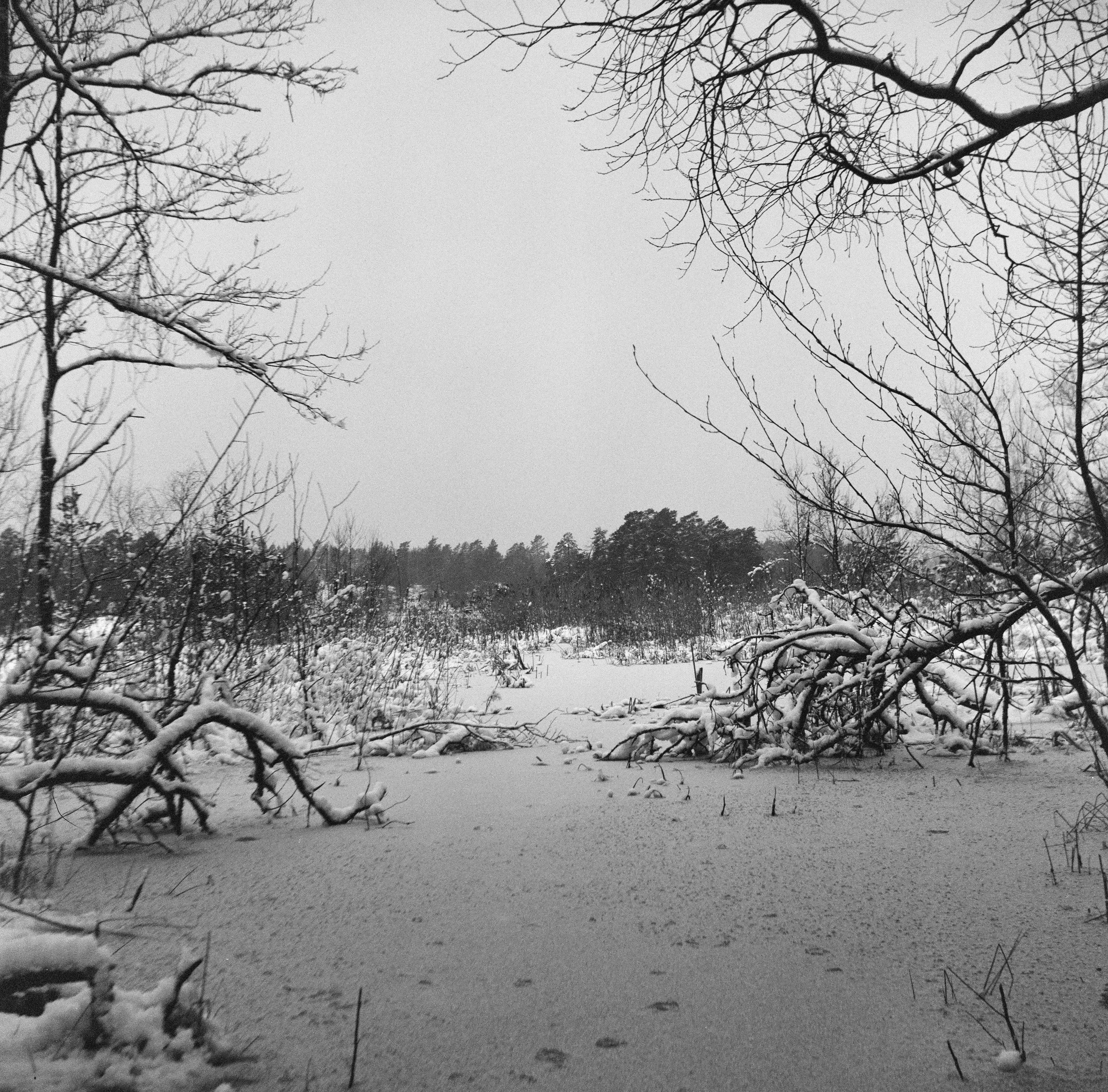 grayscale photo of bare trees on snow covered ground